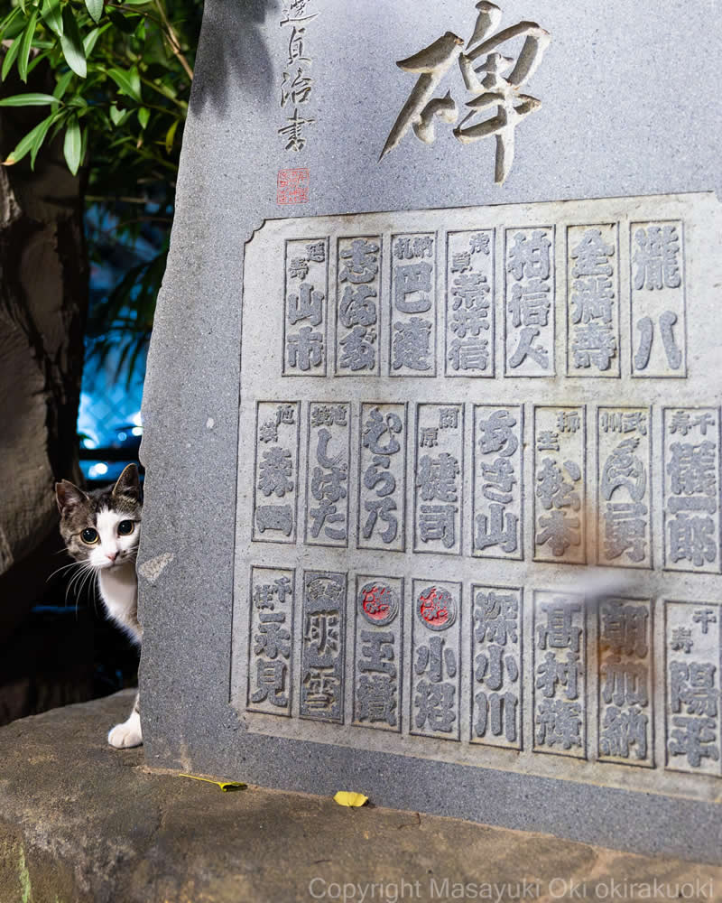 These Street Cats Have Attitude: Delightful Photos by Masayuki Oki 59 Tuxedo street cat peeking from behind a stone monument covered with engraved Japanese characters.