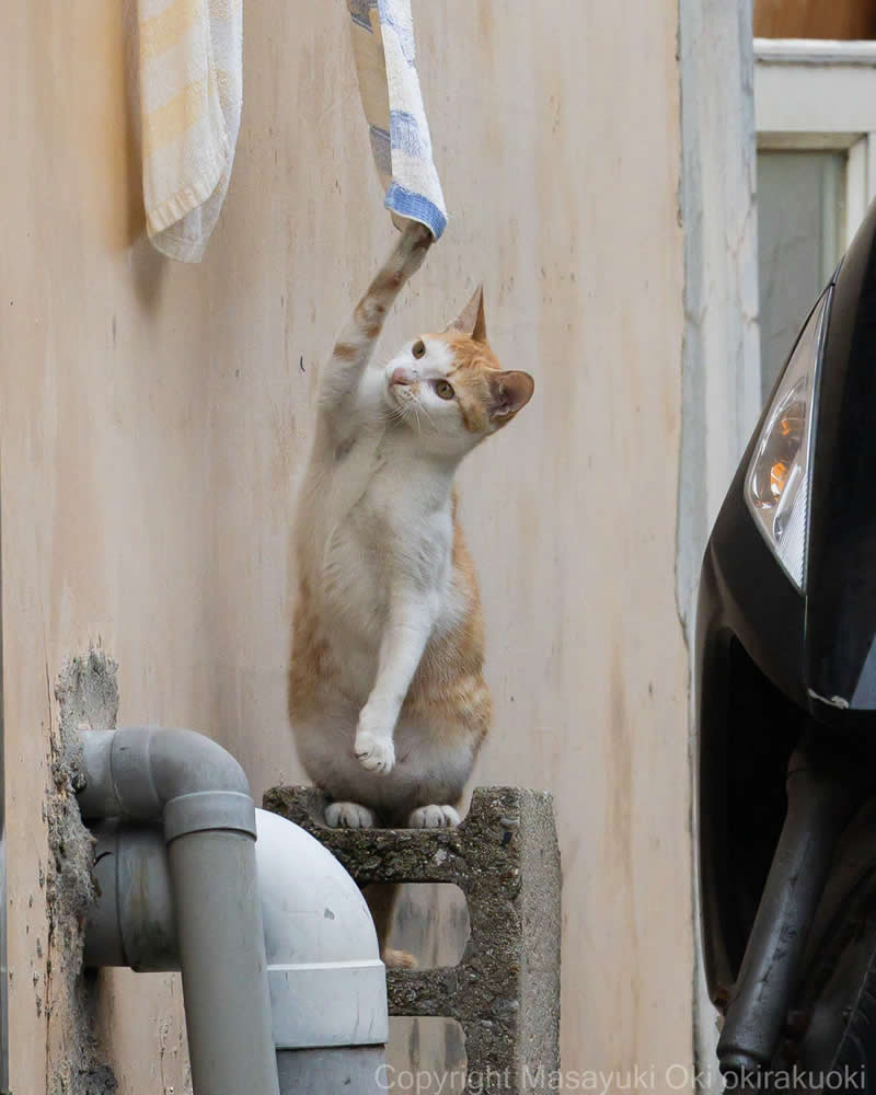 These Street Cats Have Attitude: Delightful Photos by Masayuki Oki 60 Orange-and-white street cat standing on a narrow concrete ledge and reaching toward a hanging towel beside a building wall.