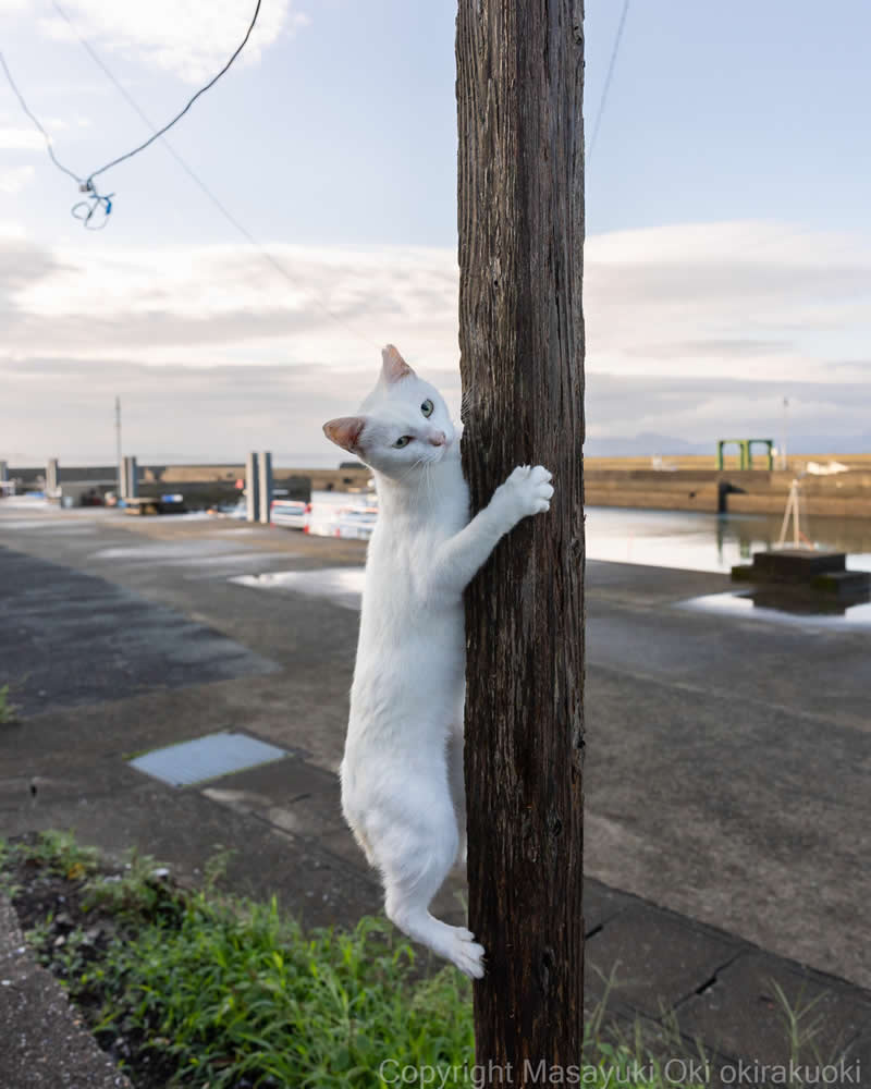 These Street Cats Have Attitude: Delightful Photos by Masayuki Oki 61 White street cat hugging and climbing a wooden utility pole near a waterfront, with its front paws wrapped around the pole.