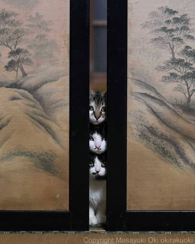These Street Cats Have Attitude: Delightful Photos by Masayuki Oki 62 Three cats peeking through a narrow gap between traditional sliding doors, with their faces stacked one above another.