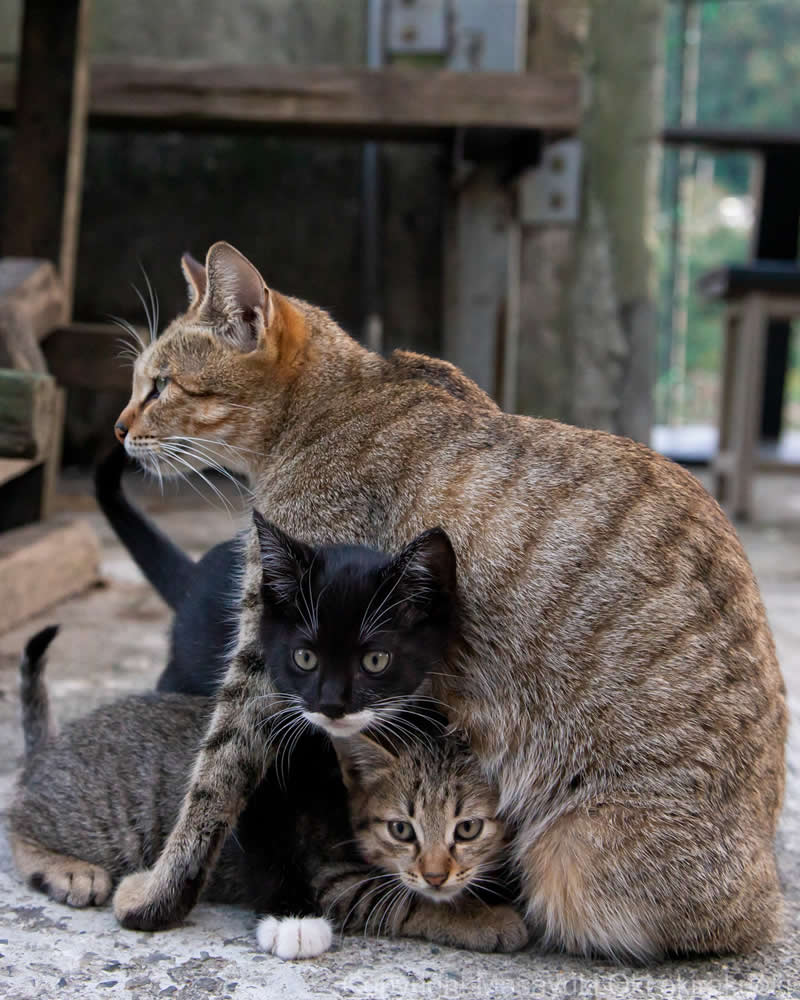 These Street Cats Have Attitude: Delightful Photos by Masayuki Oki 63 Adult tabby cat sitting protectively over three smaller street cats, with the cats gathered closely together on the ground.