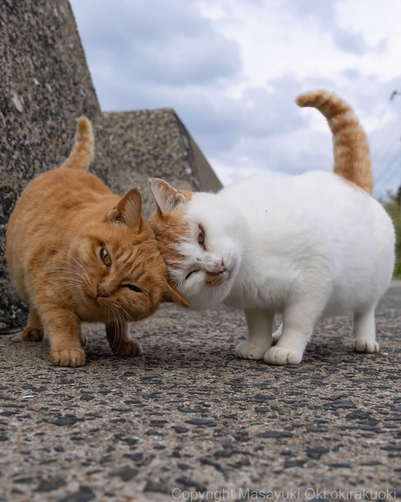 These Street Cats Have Attitude: Delightful Photos by Masayuki Oki 64 Orange and white street cats standing close together on a paved path, with their faces pressed against each other.