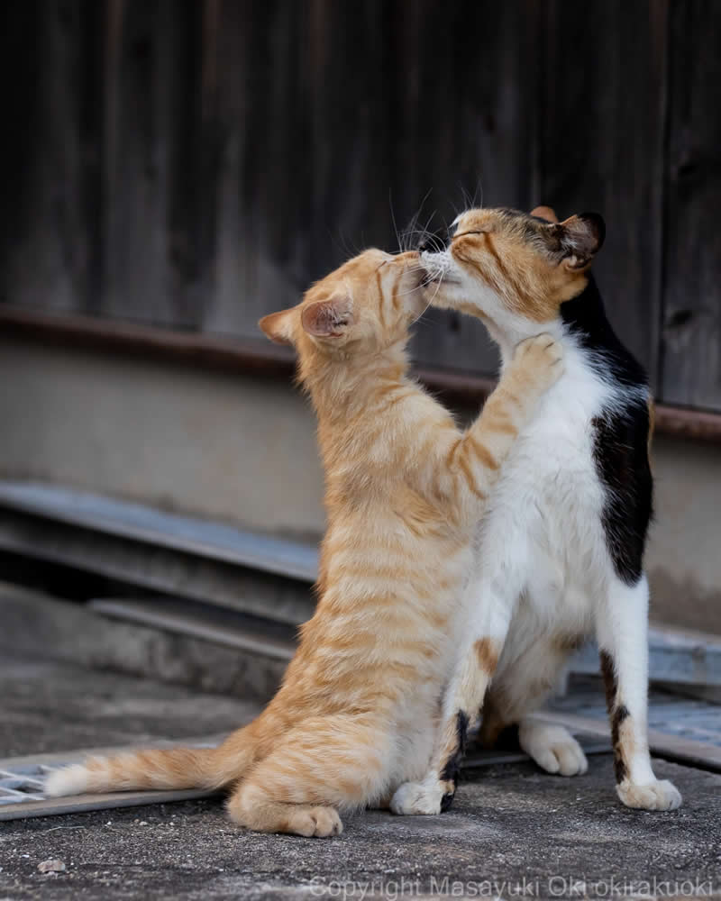 These Street Cats Have Attitude: Delightful Photos by Masayuki Oki 65 Orange tabby cat standing on its hind legs and nuzzling a black, white, and orange cat on a street.