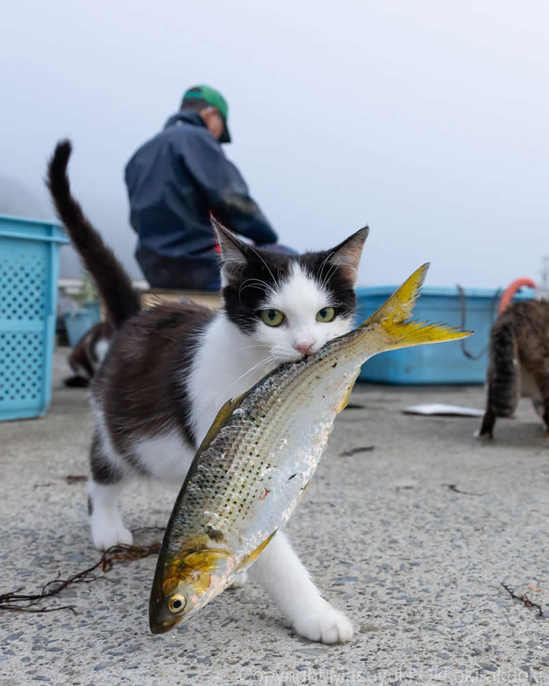 These Street Cats Have Attitude: Delightful Photos by Masayuki Oki 66 Black-and-white street cat carrying a large fish in its mouth on a waterfront dock, with fishing boats and people in the background.