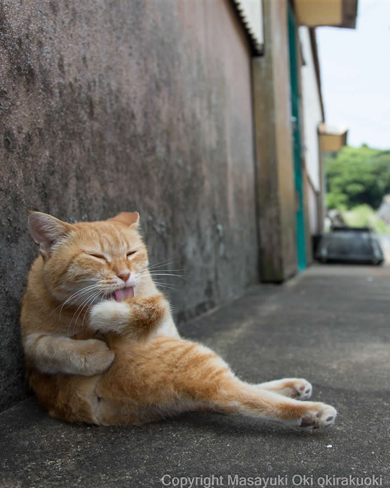 These Street Cats Have Attitude: Delightful Photos by Masayuki Oki 67 Orange tabby street cat sitting against a wall on a paved alley, licking its raised front paw while grooming itself.