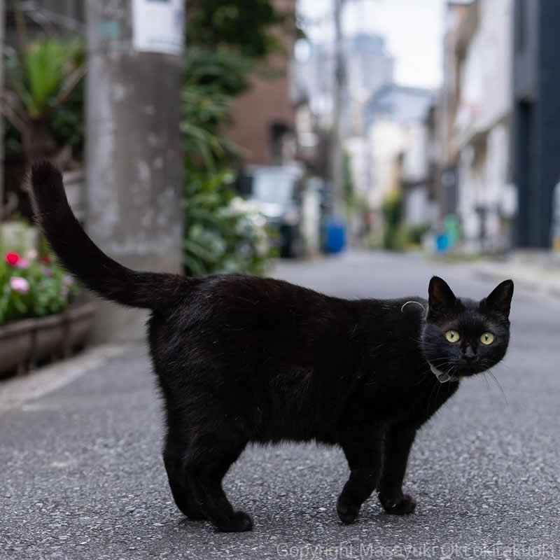 These Street Cats Have Attitude: Delightful Photos by Masayuki Oki 68 Black street cat walking across a quiet urban road with its tail raised, looking toward the camera.