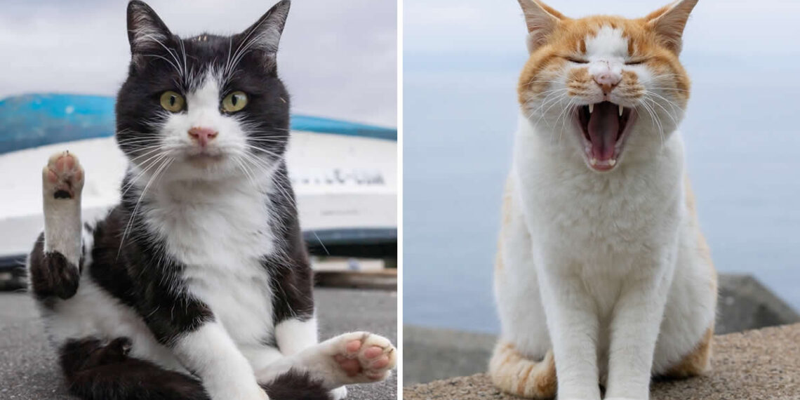 These Street Cats Have Attitude: Delightful Photos by Masayuki Oki 34 Street Cat Photos by Masayuki Oki