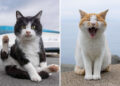 These Street Cats Have Attitude: Delightful Photos by Masayuki Oki 74 Street Cat Photos by Masayuki Oki