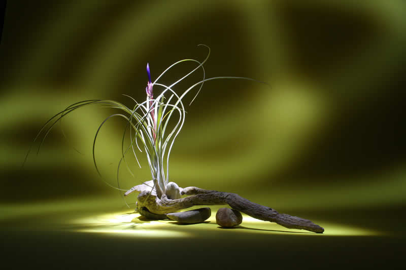 Gurushots Still Life Winners Photo Challenge