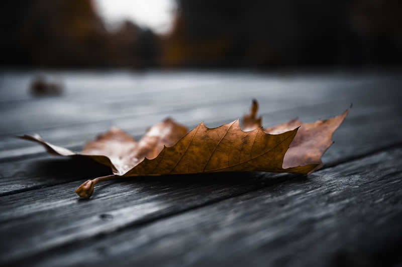 Gurushots Still Life Winners Photo Challenge
