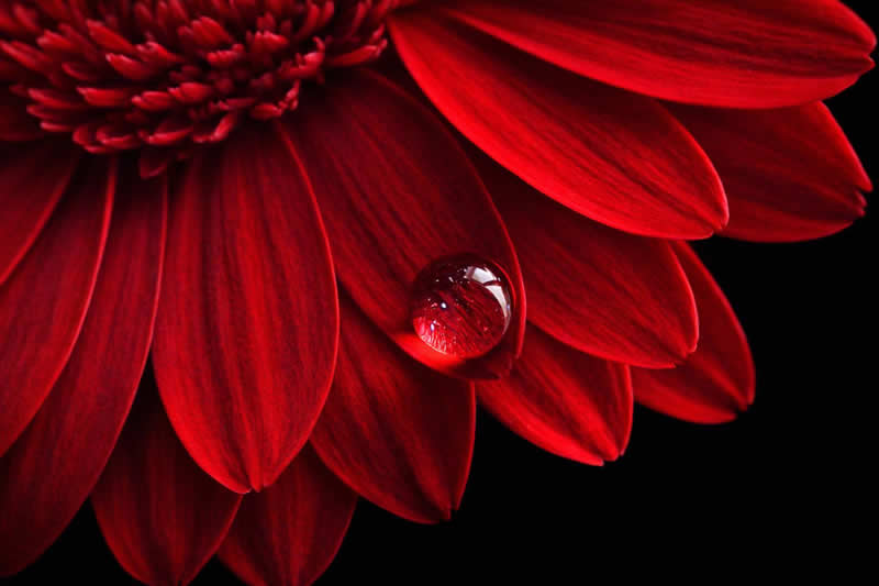 Gurushots Still Life Winners Photo Challenge