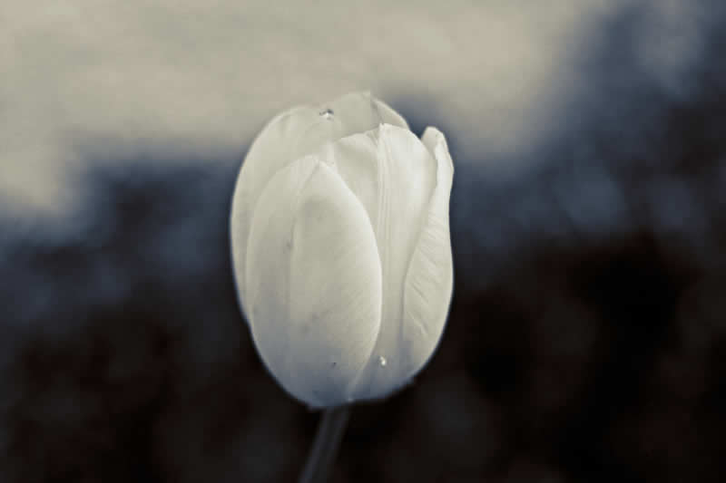 Gurushots Still Life Winners Photo Challenge