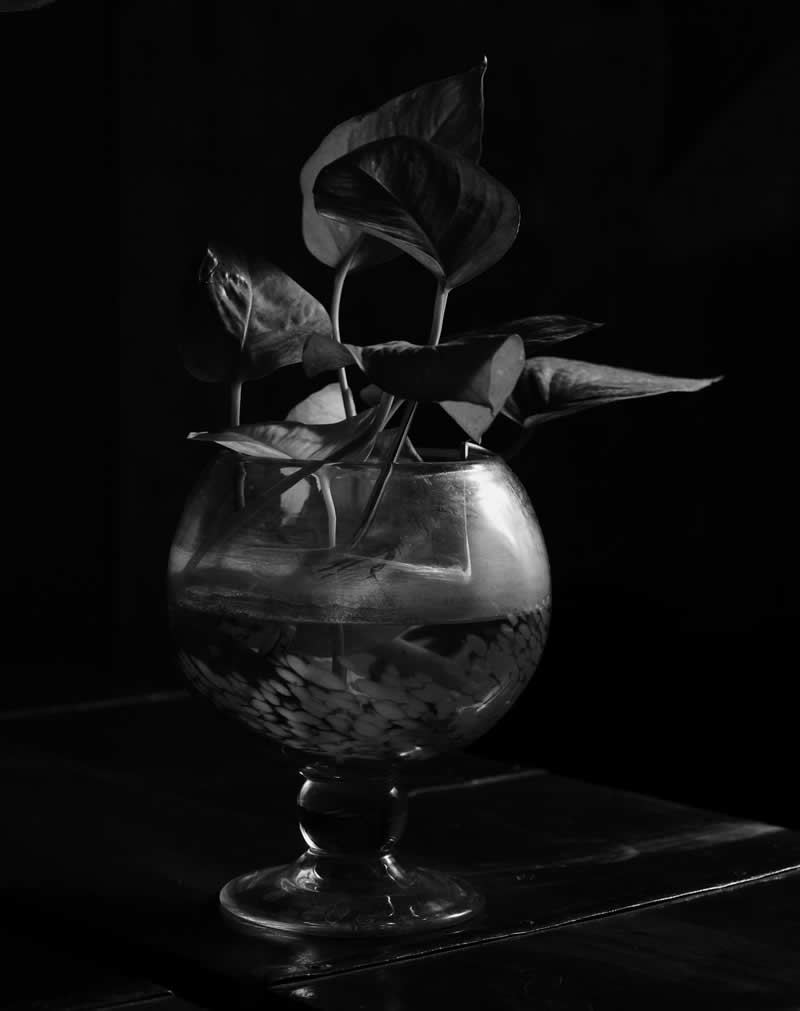 Gurushots Still Life Winners Photo Challenge