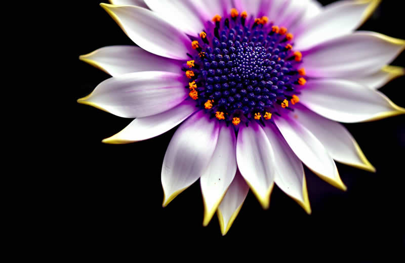 Gurushots Still Life Winners Photo Challenge