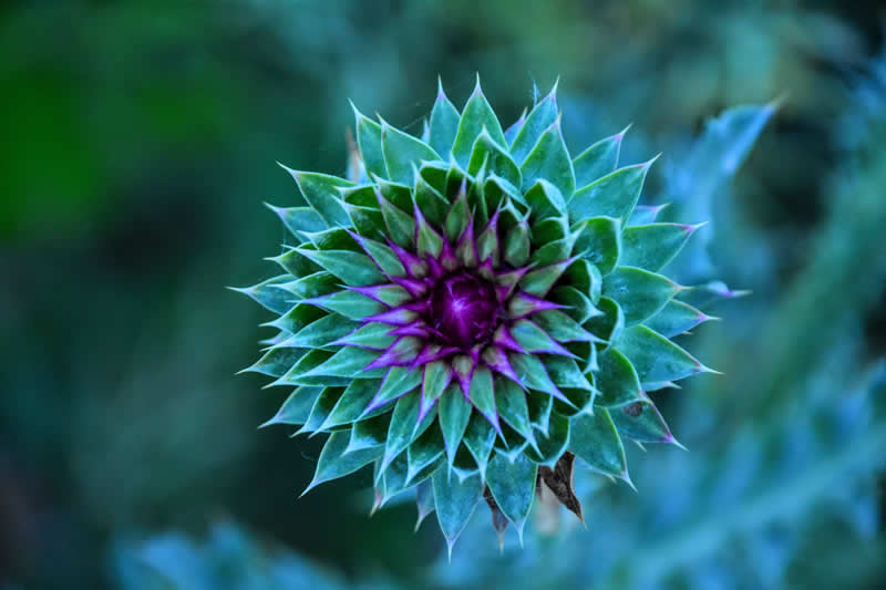 Gurushots Still Life Winners Photo Challenge