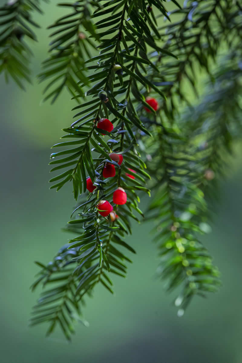 Gurushots Still Life Winners Photo Challenge
