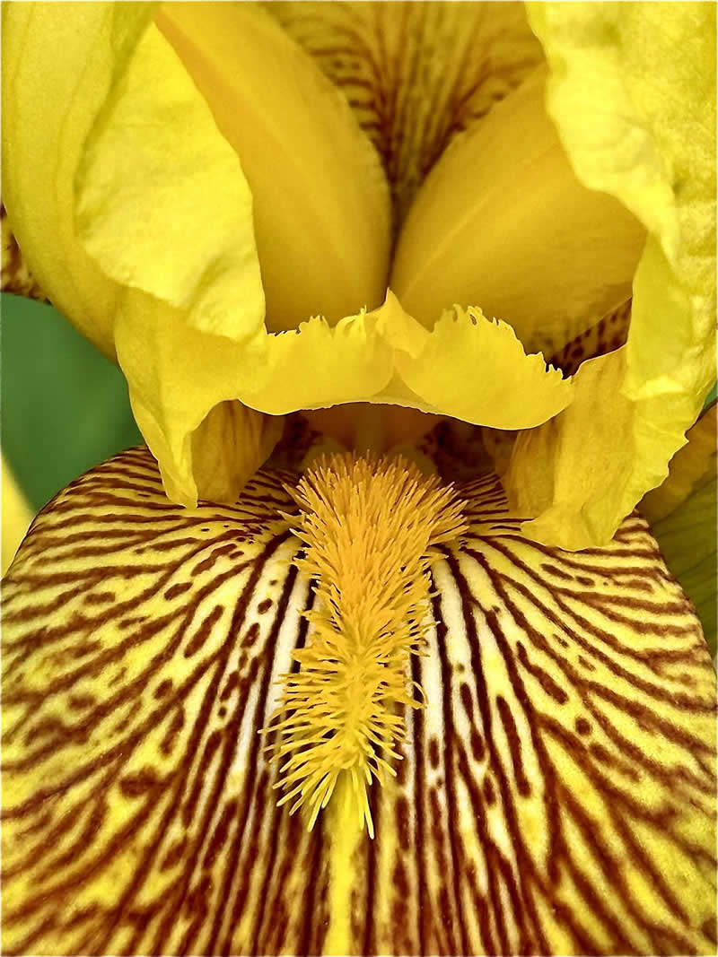 Gurushots Still Life Winners Photo Challenge