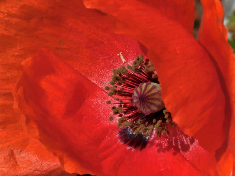 Gurushots Still Life Winners Photo Challenge