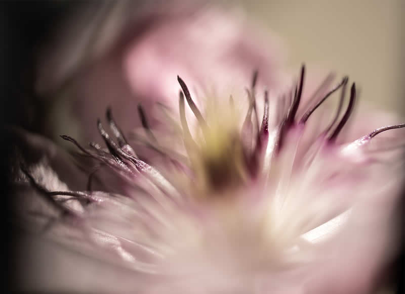 Gurushots Still Life Winners Photo Challenge