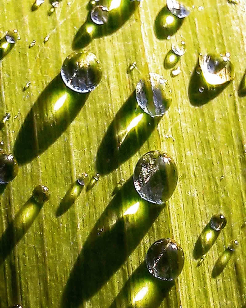 Gurushots Still Life Winners Photo Challenge