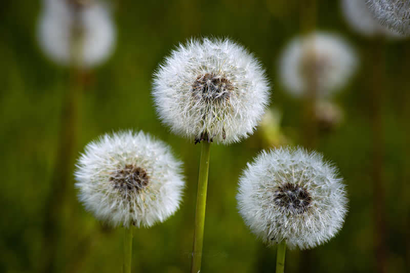 Gurushots Still Life Winners Photo Challenge