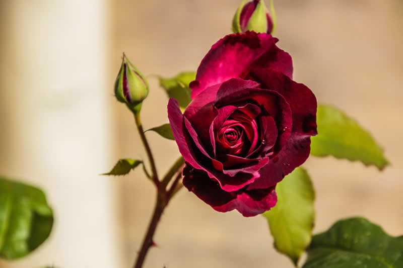 Gurushots Still Life Winners Photo Challenge