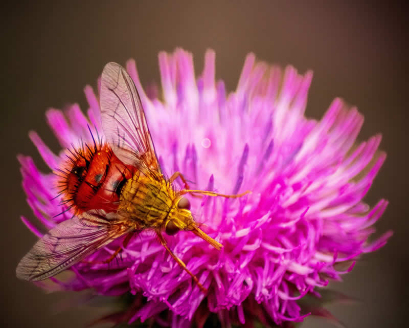 Gurushots Still Life Winners Photo Challenge