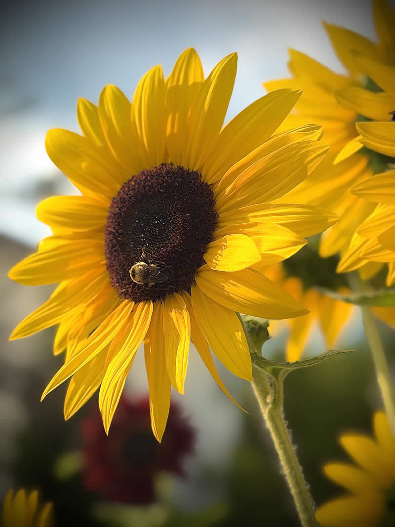 Gurushots Still Life Winners Photo Challenge