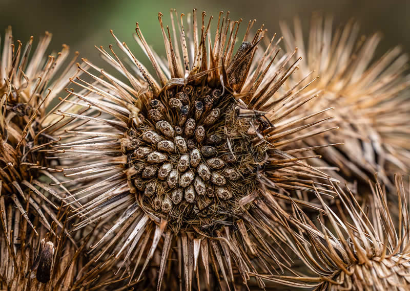 Gurushots Still Life Winners Photo Challenge