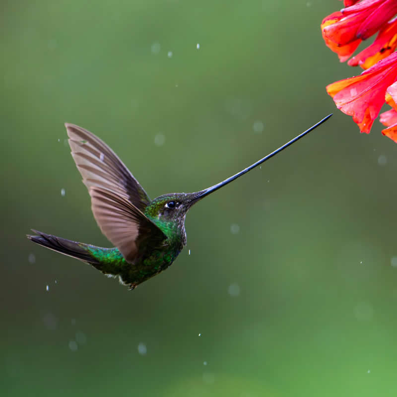 Beauty in motion. Photo by: Juan Carlos Vindas