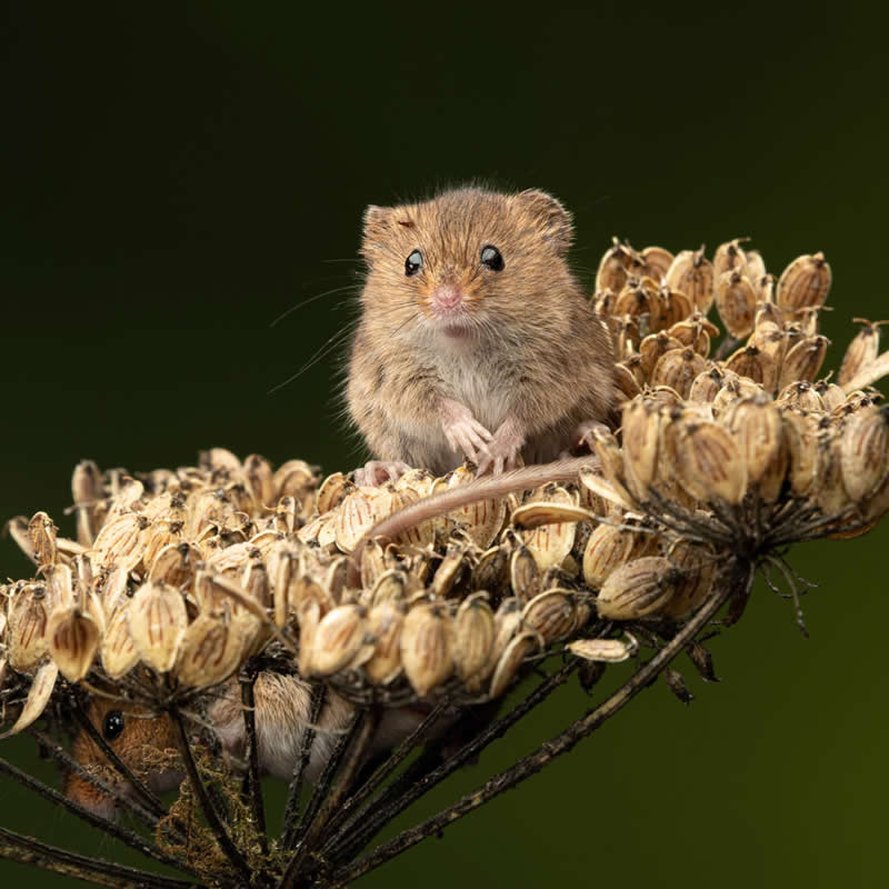 Just a little guy. Photo by: Alan Tunnicliffe