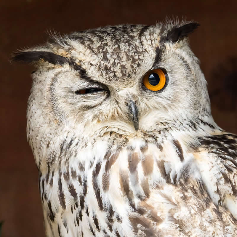 Owl. Photo by: Jose A. Bernat Bacete