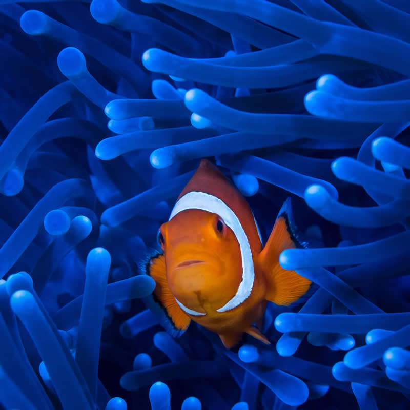 Home sweet anemone. Photo by: Andrei Savin