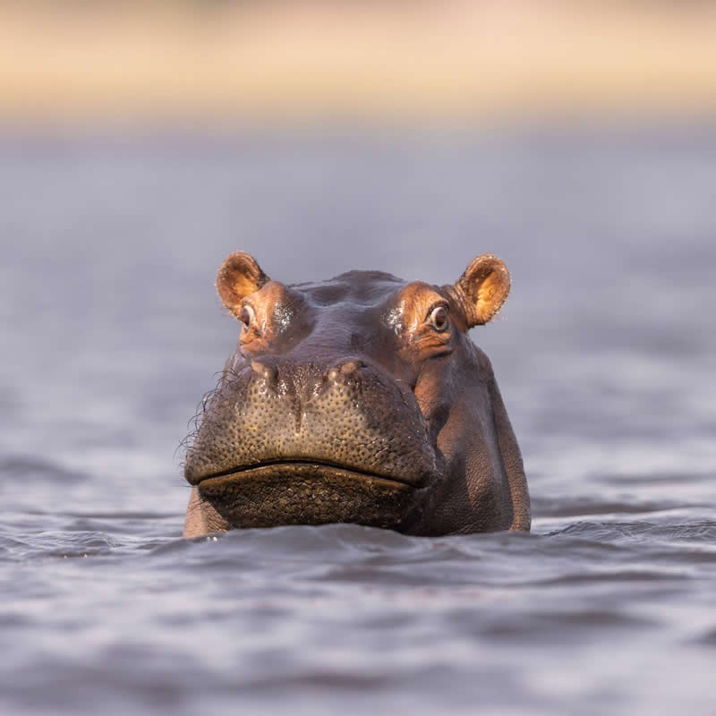 Me after hearing "don't tell anyone, but... Photo by: Krzysztof Baranowski