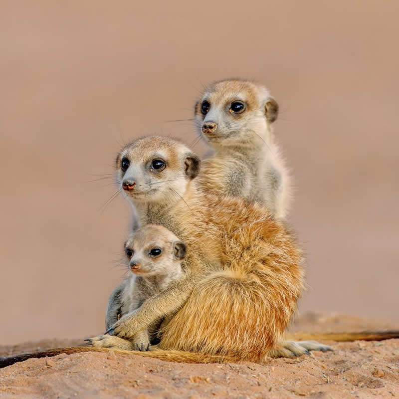 Nature said copy, paste. Photo by: Fanie Heymans