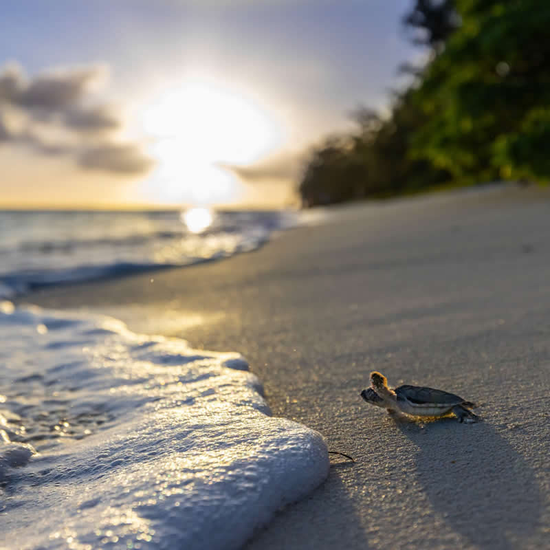 Baby turtle incoming. Photo by: Mitchell Pettigrew