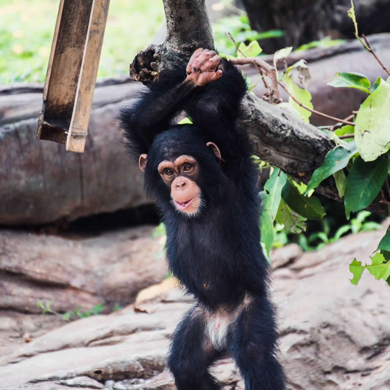 A little chimp appreciation for. Photo by: Long Zhiyong