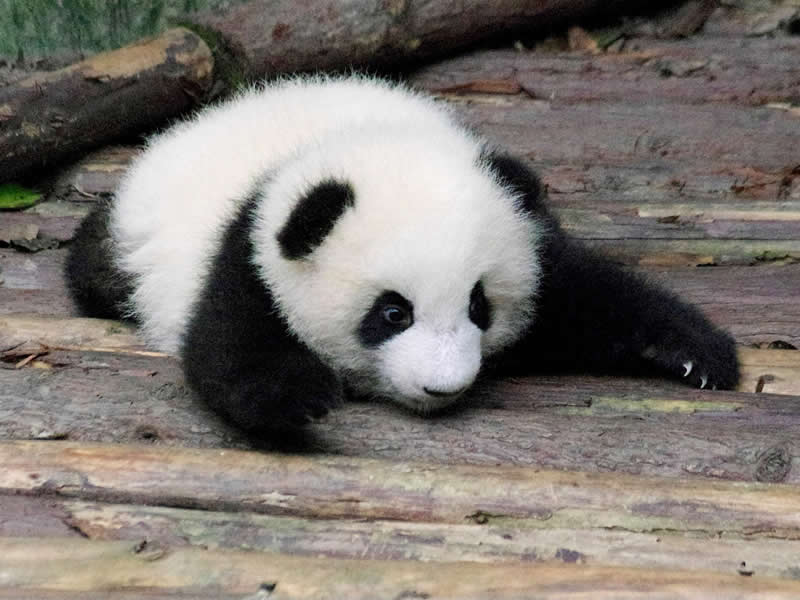 Do not disturb. Photo by: Sally Rango