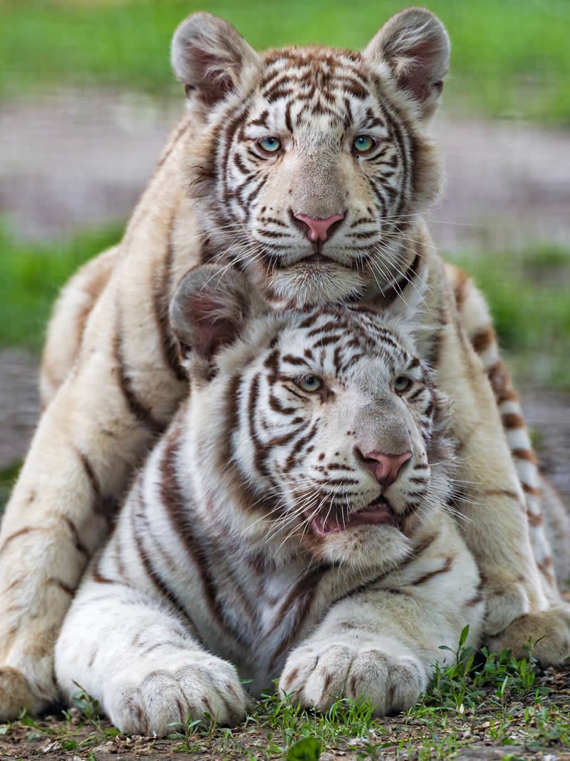 Built-in besties. Photo by: Tambako the Jaguar