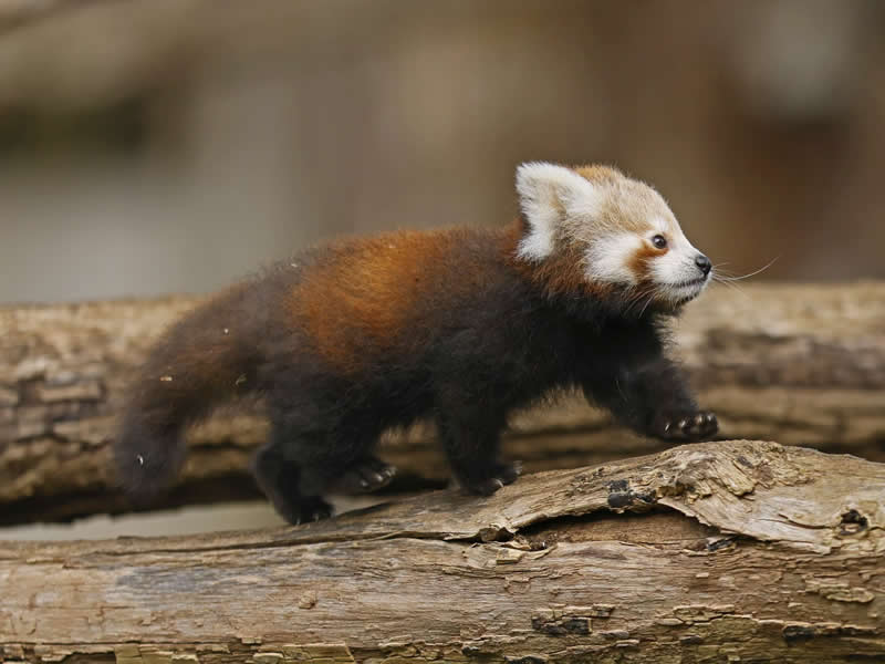 Red panda on a mission. Photo by: Ronald Wittek