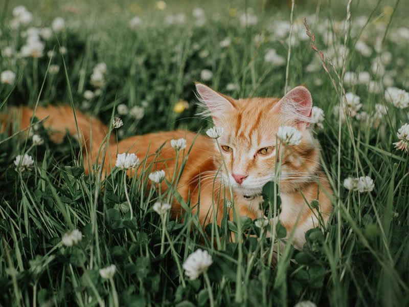 Summer softness. Photo by: Catherine Falls