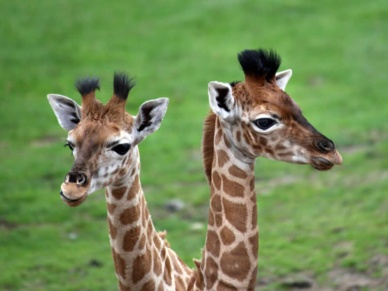 Seeing double. Photo by: Peter Lawson