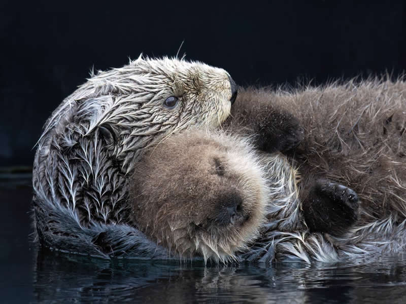 Baby snuggles hit different. Photo by: Ken Marsh