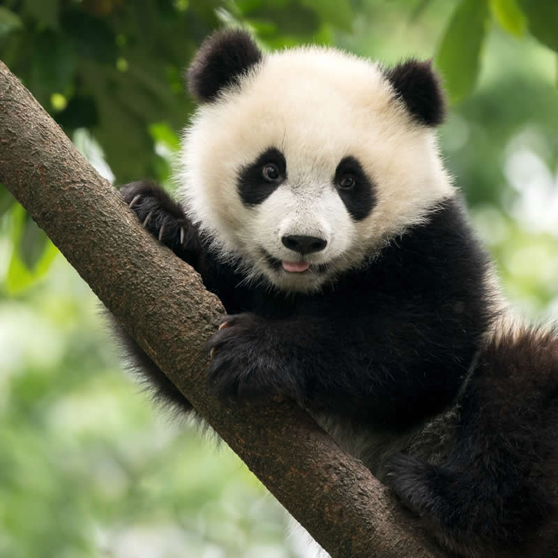 Special panda pose. Photo by: Alatom