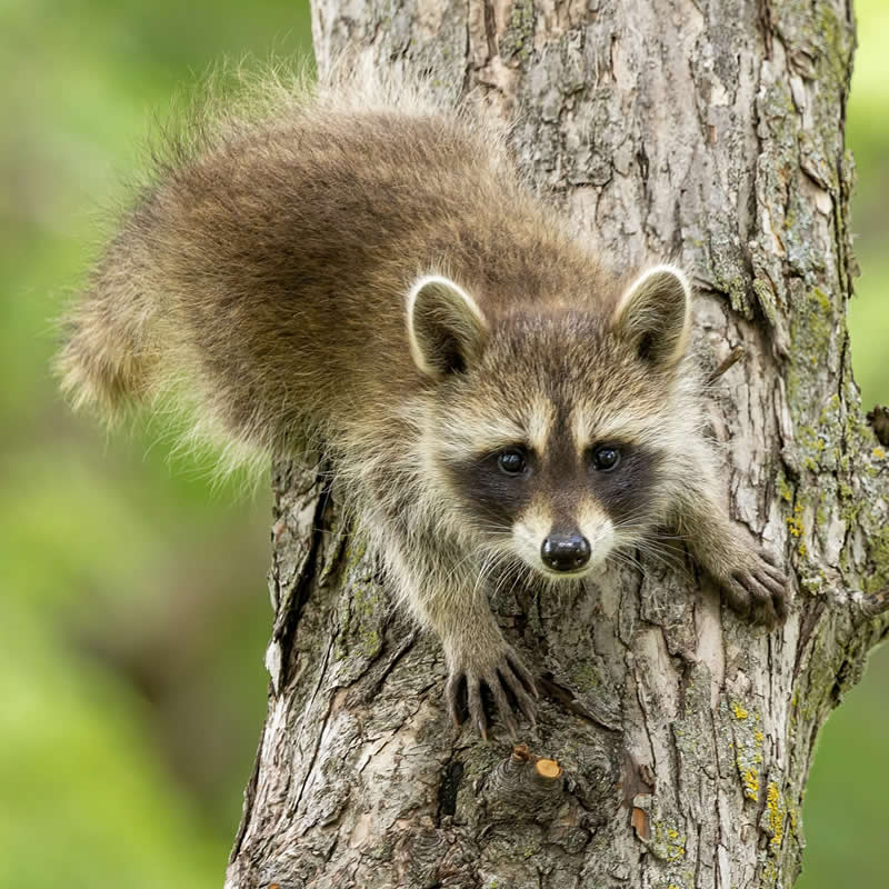 Small & fluffy!. Photo by: Stan Tekiela
