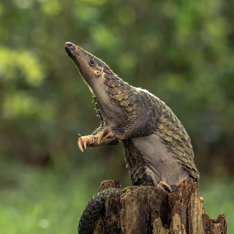 Curious fella. Photo by: Tanto Yensen
