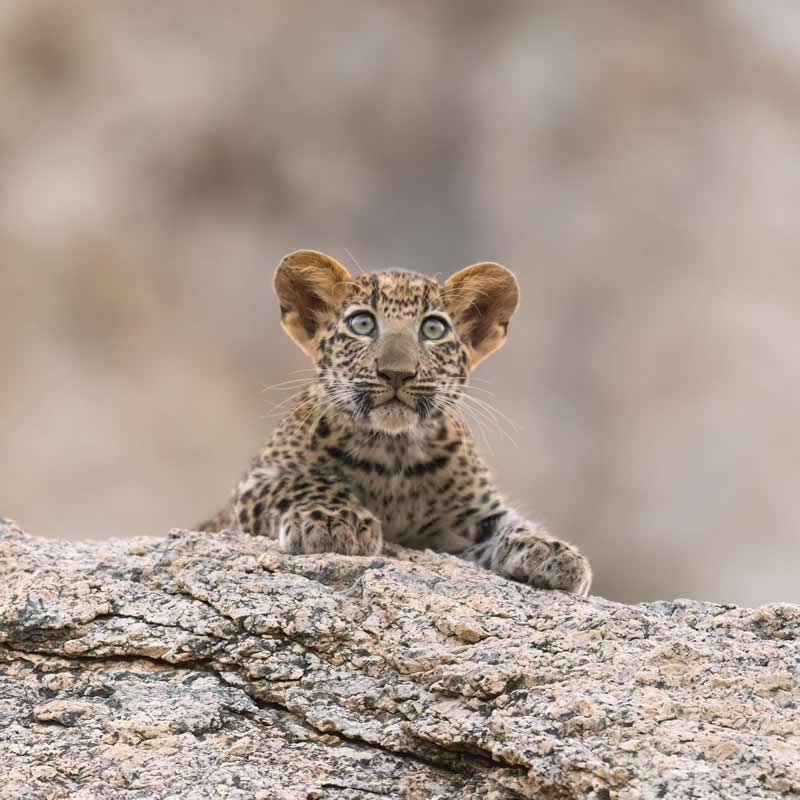 Too precious for words. Photo by: Dhaivat Mehta