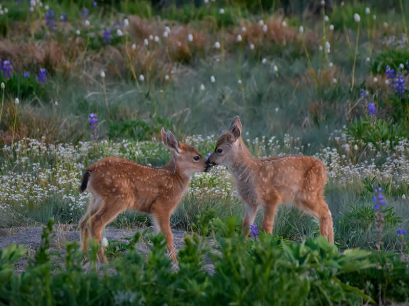 Nature's softest moment. Photo by: Diana Robinson Photography