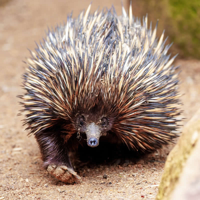 Australia's spikiest sniffer. Photo by: Robbie Goodall