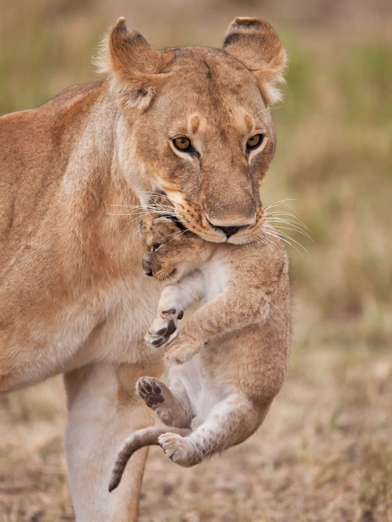 Mama on a mission. Photo by: Martin Harvey